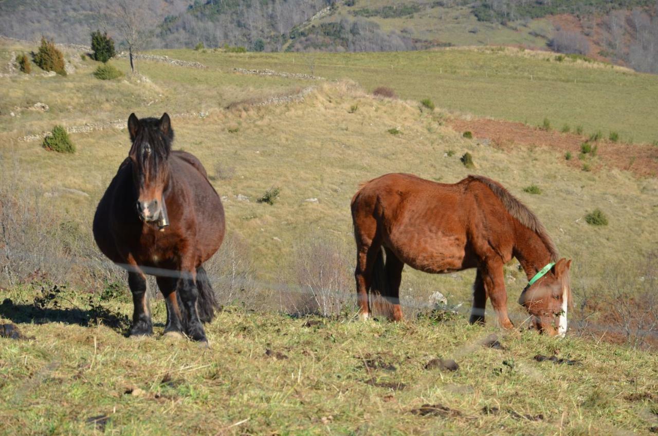 Casa Rural Mollo, Vall De Camprodon מראה חיצוני תמונה